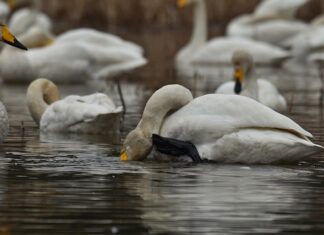 Co to znaczy jak swędzi broda?