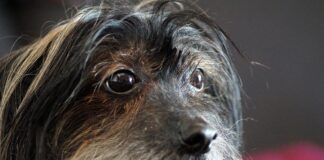 Jak Zapuścić krótką brodę?