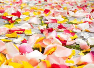 Kiedy nakładać róż na policzki? Kiedy nakładać róż na policzki?