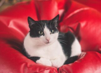 Jak prać pufę ze styropianem? Jak prać pufę ze styropianem?