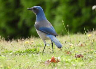 Jak często używać scrub do twarzy? Jak często używać scrub do twarzy?