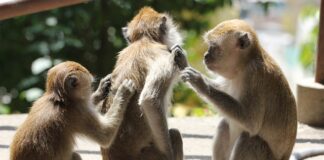 Czym smarować miejsca intymne swędzenie?