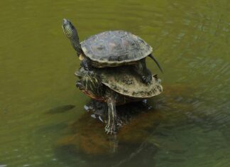 Jak najlepiej nakładać podkład?