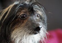 Czy brodę myć codziennie?