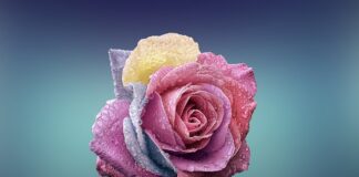 Jak rozpoznać ciepły i zimny typ urody?