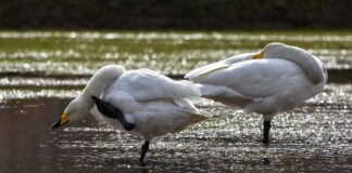 Dlaczego wszystko mnie swędzi?