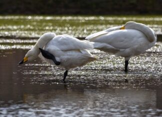 Dlaczego wszystko mnie swędzi?