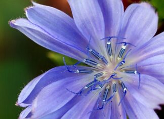 Jak powstają zamienniki perfum? Jak powstają zamienniki perfum?