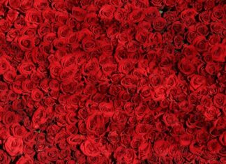 Jaki róż do jasnej karnacji? Jaki róż do jasnej karnacji?