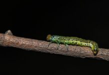 Co na infekcje intymne?